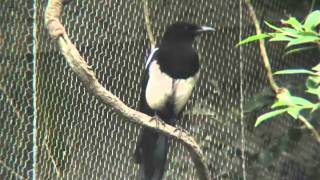 臺北市立動物園_鳥園區_喜鵲Magpie_03