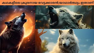 ഇവ മനുഷ്യരെ🐺ആക്രമിക്കുമോ😯ചെന്നായയെക്കുറിച്ചുള്ള ചില തെറ്റിദ്ധാരണകൾ🤷‍♀️#malayamfacts#animals#wolfhowl