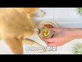 【簡単手作り犬ご飯】栄養満点！馬肉とサーモンの2色のテリーヌ添え【帝塚山ハウンドカム】