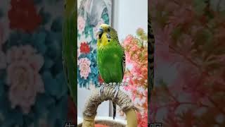 #年轻人养宠图鉴 #带着宠物去赏花 #夏日萌友季 #cuteparrot #parrot