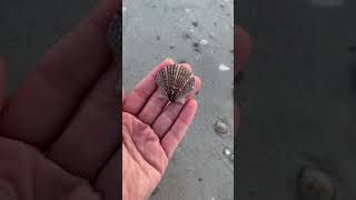 Sunrise shelling in southwest Florida🌞🐚 #seashells #beachcombing #shelling #swfl