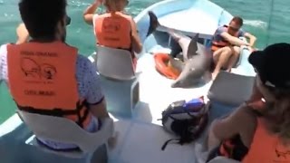 Watch This Dolphin Shock Tourists By Leaping On Sightseeing Boat