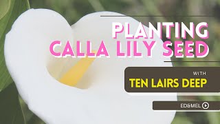 Zantedeschia elliottiana | How to Plant Calla Lily seeds | Zone 3 Gardening | Ten Lairs Deep