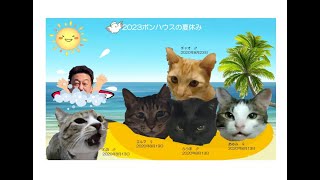 保護猫の楽園　8月25日の無人ライブ　夜のポンハウスの社員達