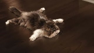 Funny Cats Sliding on Wooden Floors Compilation 2014 [HD]