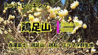 【Buriトレッキング】鶏足山ハイキング　鶏石とミツマタ　2020年3月