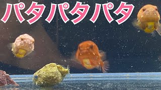 カラフルなダンゴウオがパタパタパタ泳ぐ！パクッと捕食！食べる！