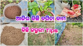 ଆଜିର କିଛି ବଗିଚା କାମ ll Today's Garden Works ll କିଛି ଜରୁରୀ Tips ଗଛମାନଙ୍କ ପାଇଁ ll ସୁନ୍ଦର ଓ ସୁସ୍ଥ ବଗିଚା