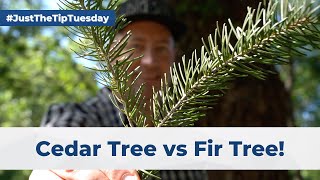 Fir Tree vs Cedar Tree + Fun Game For Kids