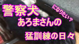 警察犬あろまさん　【ミニチュアダックスフンド】