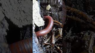 Rescued millipede life(Trigoniulus corallinus perhaps)