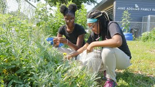 The Urban Farming Movement in Chicago