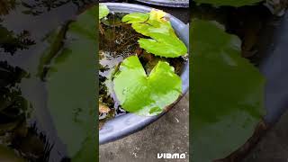 Home Grown Pygmy Water Lily 🌺🌸 #youtubeshorts #shortvideo #viral #lily  #summer #trending #nature