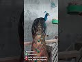 BURUNG MERAK BIRU, TANDA KEBESARAN SANG PENCIPTA #shorts #short #shortvideo #merak  #ayamhias