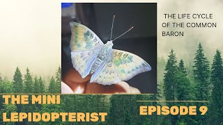 Life cycle of the Common baron 🦋( Euthalia aconthia ) Reupload