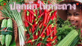 ปลูกผักสวนครัวในกระถาง | พาชมผักรอบบ้าน | Food For Life