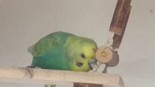 セキセイインコ ルン セルフカキカキしてます