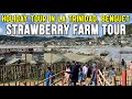 LA TRINIDAD STRAWBERRY FARM TOUR | Holiday Visit in Benguet's Most Popular Tourist Spot