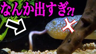 生きた釣りエサを丸呑みする魚たち！