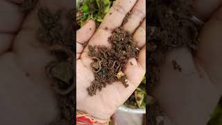 Adding earthworms to kitchen waste compost bin 🪱🪱💚 #earthworms #friendsoffarmers