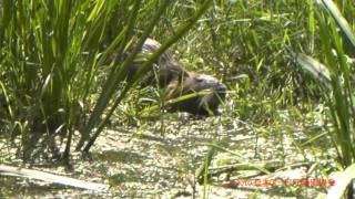 ヌートリア君、緑ヶ丘公園にて夏草食む