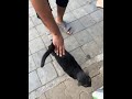 a black stray cat 😺 shorts