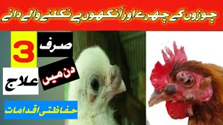 chozoo aur murgio me cheechak ke dano ka ilaj!Treatment of pimples on the eyes of chickens hens!