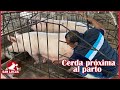 Cinco tips para detectar una CERDA PRÓXIMA A PARIR | Granja San Lucas