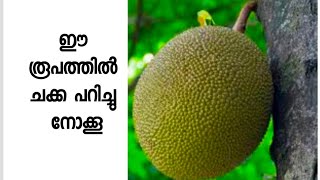 ഈ രൂപത്തിൽ ചക്ക പറിച്ചു നോക്കൂ