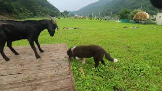 염소한테 박치기당한 보더콜리 Border Collie Hits by Goats