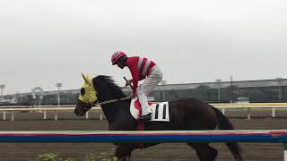 2018.11.9 船橋🐎1R   スパークストリーム\u0026吉留孝司騎手、メイショウシラカバ\u0026西村栄喜騎手 本馬場入場