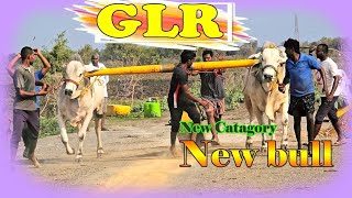 GLR Bull's upcoming new category new bull Gottepadu