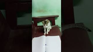 school ku poga pudikalaiyam bha🎒🏫 #cats #comedycollection #catsfunnyvideos #catshorts #trendingshort