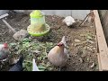 2024 12 14 本日のアローカナたち 〜today s chickens〜