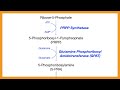 Purine Synthesis