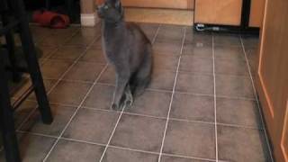 Smartest cat in the world 10 consecutive tricks in a row