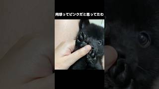 【豆ポメ】犬の肉球ってピンクだと思ってたよね。