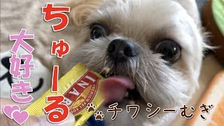 【ちゅ〜るしよ！】テンションMAX！ちゅーるに夢中の子犬 - Hooked on CIAO Churu -【チワワ×シーズー】