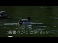 『beautiful nature of japan』 1マガモの交尾　～copulation of mallard～