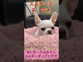 【多頭飼いスムチーず】生後5ヶ月の元気でやんちゃなチワワ🐾いつも突然電池が切れて寝ちゃいます　 shorts 子犬 かわいい犬