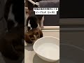 毎度お風呂を覗きにくるビーグル犬（2ヶ月） shorts dog beagle 子犬 パピー