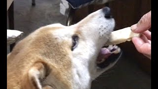 ファンから頂いた鳥ささみを食べる柴犬。Shiba inu eating chicken breasts from fans.