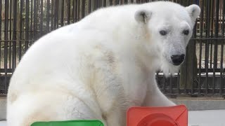 しろくまピース優しく穏やかな表情でプール待ち♪とべ動物園にて