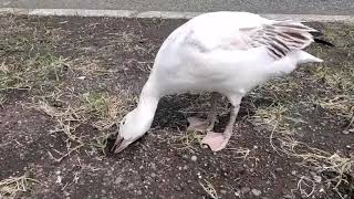 ハクガンがマヌケな鳴き声を鳴らしつつ根っこをムシャムシャ食べるシーン