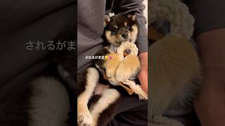 脱力系柴犬の子犬🤣 #柴犬 #黒柴 #shiba #dog #puppy #犬のいる暮らし