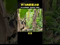 阿飛一早上山找香蕉樹，和老婆翠花在院里種植忙碌 荒野求生 荒野独居 求生挑战 生存挑战 荒野