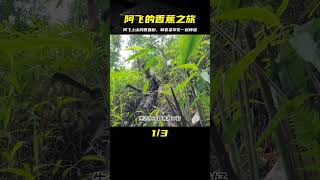 阿飛一早上山找香蕉樹，和老婆翠花在院里種植忙碌 #荒野求生 #荒野独居 #求生挑战 #生存挑战 #荒野