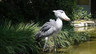 shoebill、サーナが蛇を捕食、その２＠上野ハシビロコウ