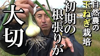 【自然農】自然農の玉ねぎ栽培　初期の根張りの大切さ　2023年2月15日  【natural farming】