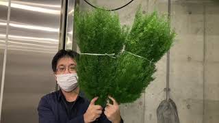 【担当おすすめ】葉物　天文草